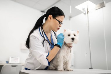 Beyaz köpek incelerken meşgul duygu koyu saçlı veteriner
