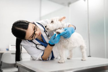 Koyu saçlı veteriner dikkatle beyaz köpek pençeleri inceleyerek