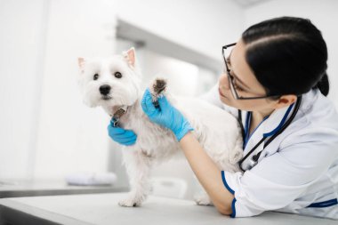 Koyu saçlı veteriner küçük köpek pençeleri bakarak mavi eldiven giyiyor