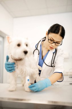 Beyaz köpek için enjeksiyon yapan gözlük takan koyu saçlı veteriner