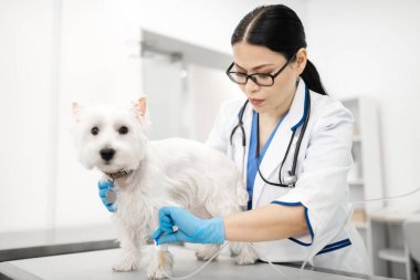 Koyu saçlı veteriner beyaz köpek için damla koyarak eldiven giyiyor