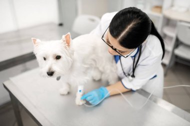Beyaz köpek serumu yerleştirirken sakin duruyor.