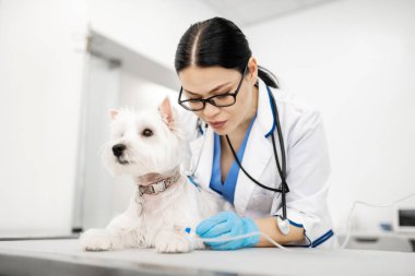 Beyaz köpek için damla koyarak gözlük takan kadın veteriner