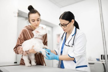 Sahibinin yanında duran beyaz köpek kan örneği alan veteriner