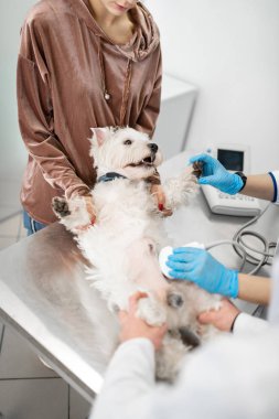 Beyaz köpek röntgen çekilirken korkuyor.