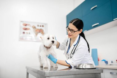 Sevimli beyaz köpek muayene den sonra iyi duygu Loving pet