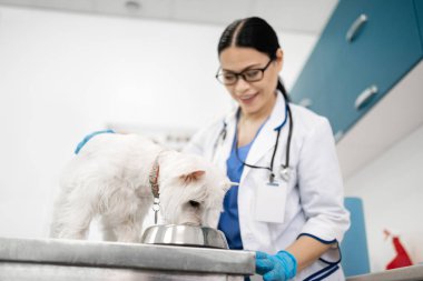 Beyaz köpek masada duruyor ve veterinerin yanında yemek yiyor.