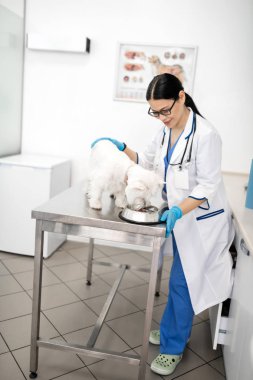 Sevimli köpek yemek izlerken koyu saçlı veteriner gülümseyen