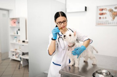 Muayene den sonra onu beslerken köpekle oynayan kadın veteriner