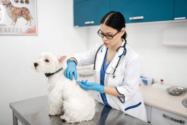 Beyaz köpek için enjeksiyon yapma eldiven koyu saçlı evcil hayvan