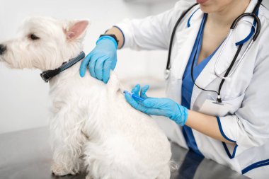 Vet boyun köpek için enjeksiyon yapma stetoskop giyiyor