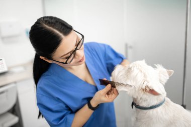 Veteriner kliniklerinde çalışan beyaz köpek tımarlayan bir kadın.