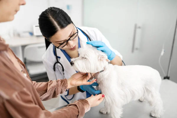 Mulher adorando animais de estimação trazendo seu cão branco para veterinário profissional — Fotografia de Stock