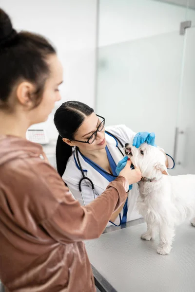 Mulher de cabelos escuros trazendo seu cão branco bonito para veterinário — Fotografia de Stock