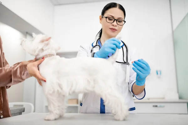 Μελαχρινή κτηνίατρος φορώντας λευκό παλτό εξέταση μικρό σκυλί — Φωτογραφία Αρχείου