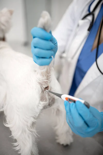 Vet vestindo luvas azuis medir a temperatura do cão — Fotografia de Stock