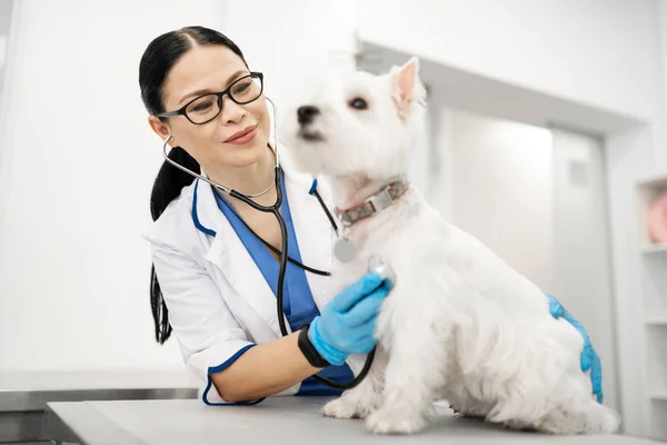 Radiante veterinário sentindo-se bem enquanto examina cão — Fotografia de Stock