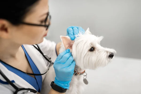 흰 강아지의 귀를 확인하는 파란색 장갑을 착용한 수의사 — 스톡 사진