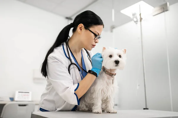 Veterinário de cabelos escuros sentindo-se ocupado enquanto examina o cão branco — Fotografia de Stock