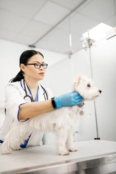 Vet bär vit päls och blå handskar undersöker vit hund — Stockfoto