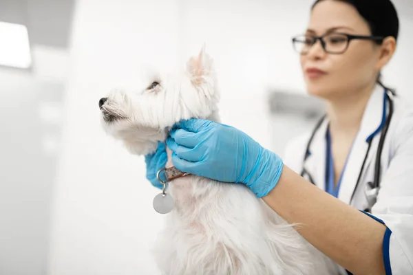 Veterinário de cabelos escuros examinando cão branco sentado calmo perto dela — Fotografia de Stock