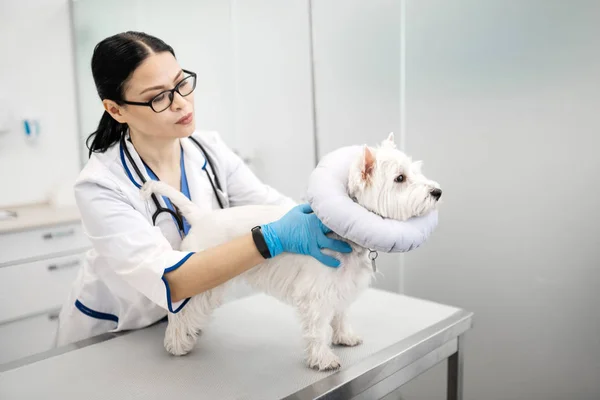 Vet cuidar de cão branco bonito em clínicas veterinárias — Fotografia de Stock