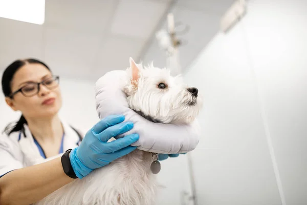 Veterinário cuidar de cão branco bonito na clínica veterinária — Fotografia de Stock