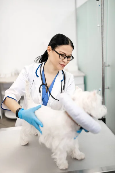 Veterinário de cabelos escuros usando óculos cuidando do cão branco — Fotografia de Stock