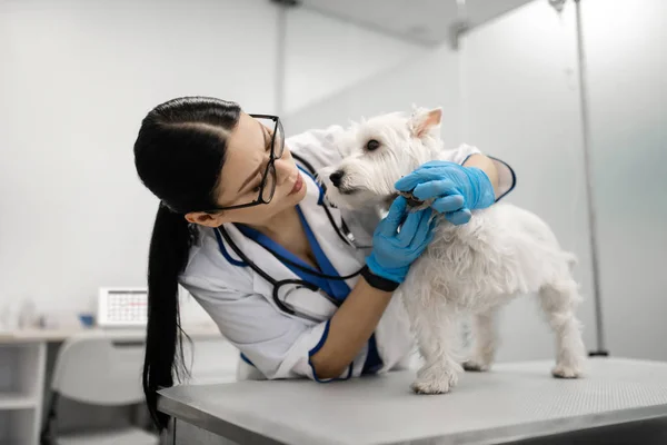 Longo de cabelos feminino veterinário sentindo-se ocupado cuidando de cão bonito — Fotografia de Stock