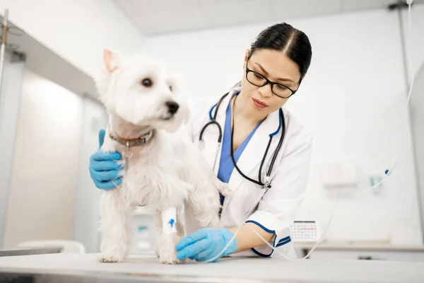 Vet wearing gloves making procedures for white dog — Stock Photo, Image