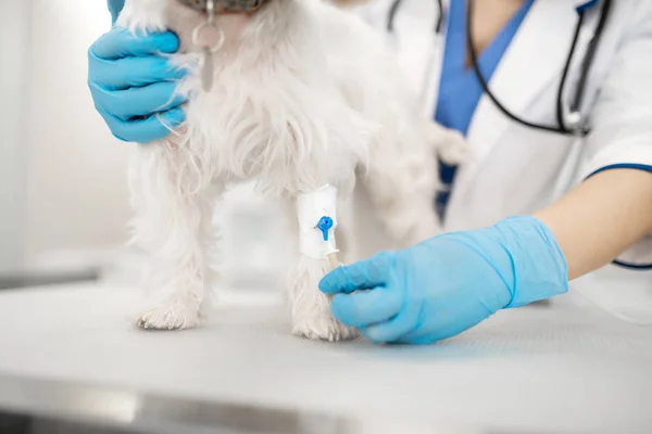 Close up de veterinário usando luvas fazendo injeção para o cão — Fotografia de Stock