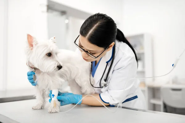 Профессиональный ветеринар в очках устанавливает капельницу для белой собаки — стоковое фото