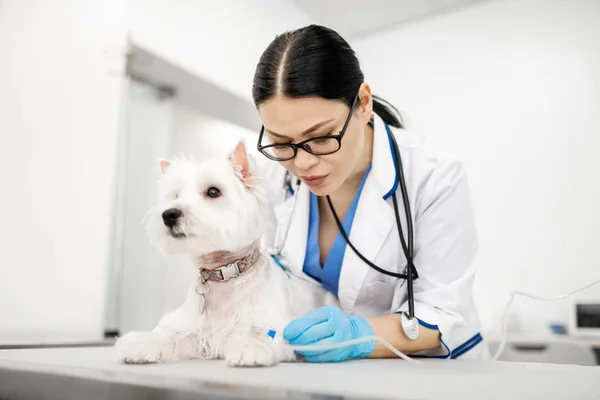 Female vet wearing glasses putting drip for white dog — Stock Photo, Image
