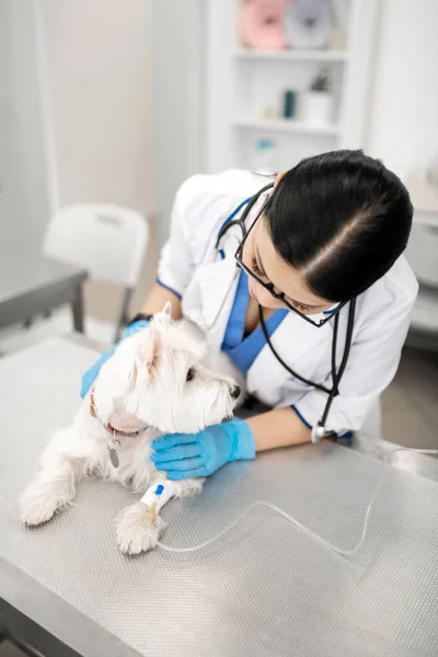 Tmavovlasý veterinář pečý o psa s vitaminem — Stock fotografie