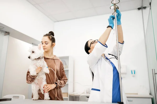 Amante jovem mulher trazendo seu cão branco para veterinário — Fotografia de Stock