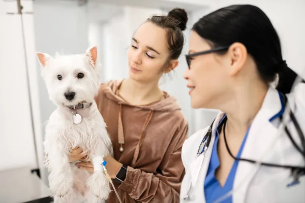 Saçlı genç bir kadın, hayvanını veterinere götürüyor. — Stok fotoğraf