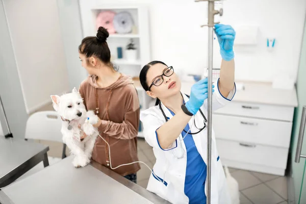 Veterinário de cabelos escuros usando óculos fazendo gotejamento para cão branco — Fotografia de Stock