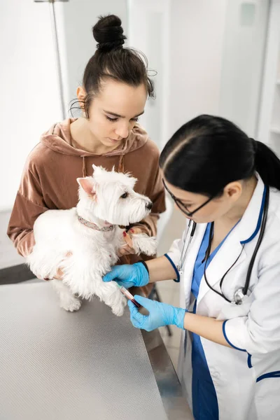 Vet colhendo amostra de sangue de cão branco perto de seu proprietário — Fotografia de Stock