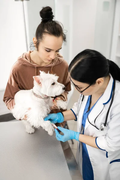 Dierenarts nemen bloedmonster van witte hond in de buurt van de eigenaar — Stockfoto