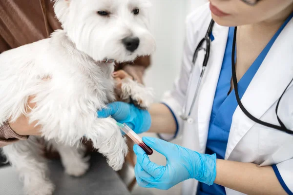 Cão branco sentindo-se calmo enquanto veterinário tomando amostra de sangue — Fotografia de Stock