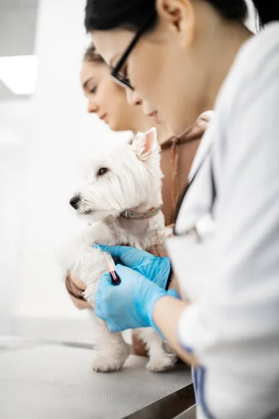 Veterinário de cabelos escuros usando óculos levando sangue de cão para análise — Fotografia de Stock