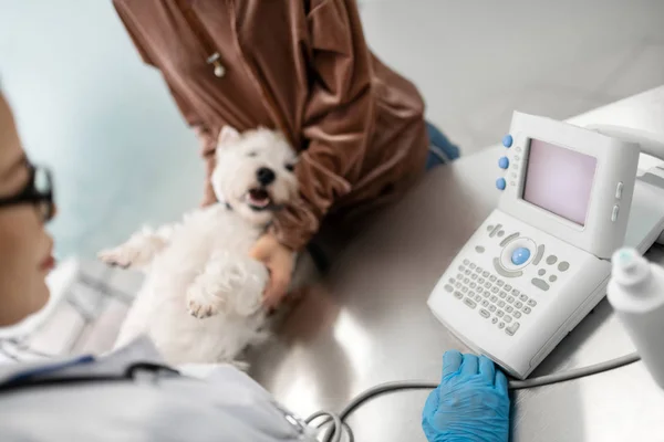 Tierarzt mit blauen Handschuhen untersucht Hund beim Röntgen — Stockfoto