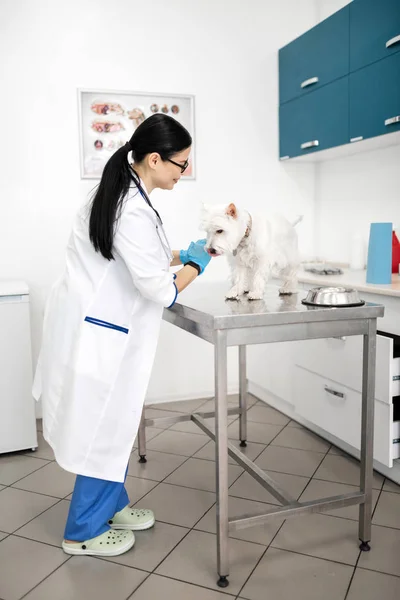 Κτηνίατρος στέκεται κοντά στο τραπέζι λευκό μικρό λευκό σκυλί — Φωτογραφία Αρχείου