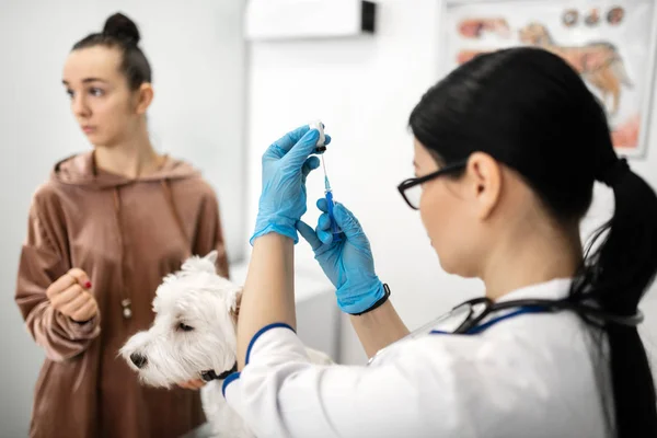 Close up de luvas de uso veterinário preparando seringa para cão — Fotografia de Stock