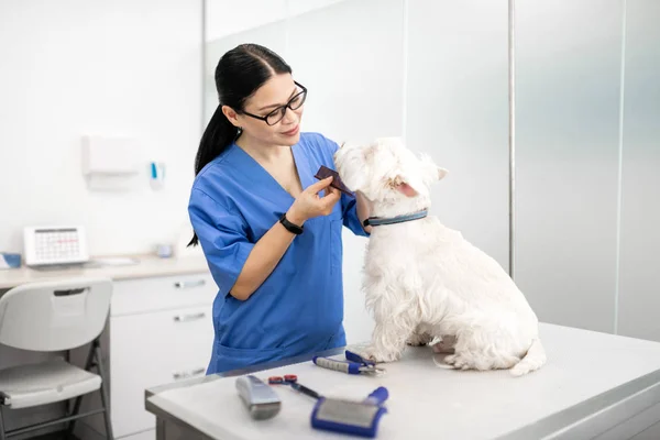 Φροντίδα κτηνίατρος φορώντας μπλε ομοιόμορφη περιποίηση λευκού σκύλου — Φωτογραφία Αρχείου