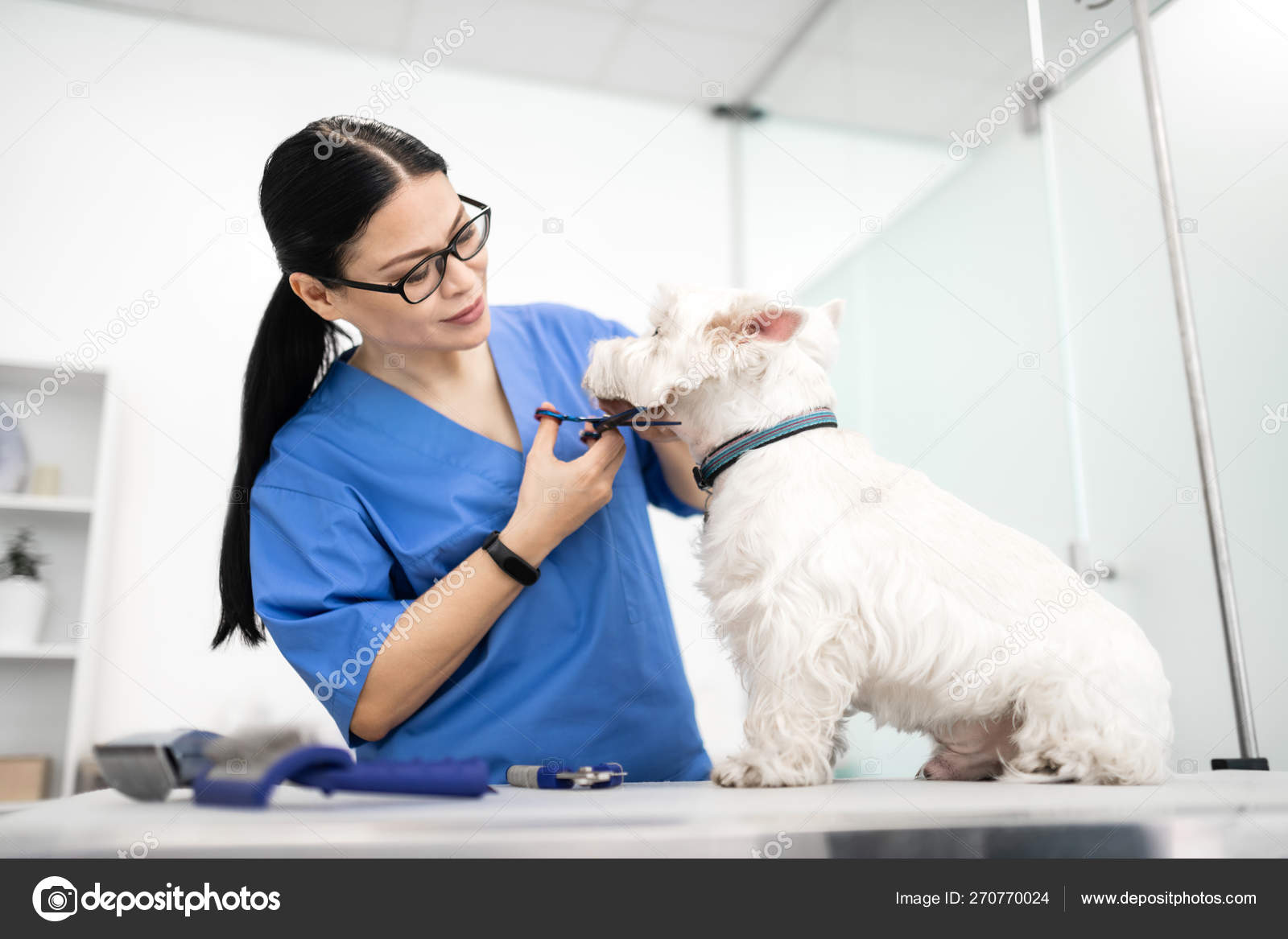 Hospital Veterinario Veterinaria Corte De Pelo Inicio Pets Care
