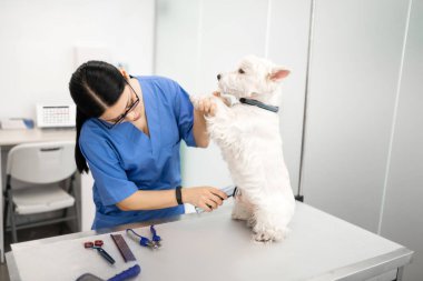Veteriner elektrikli tıraş makinesi kullanarak bazı köpek saç tıraş