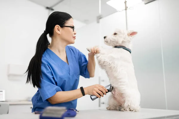 Vet talking and grooming dog using electric shaver