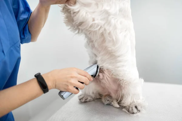 Elektrikli tıraş edici kullanarak beyaz köpek damat saat giyen Veteriner — Stok fotoğraf