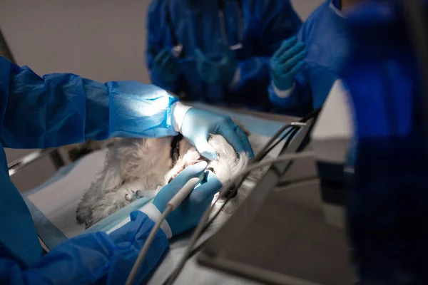 Tierärzte operieren kleinen weißen Hund in den Kliniken — Stockfoto